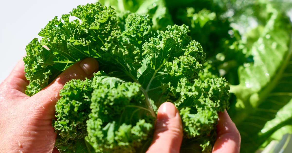 <strong>とれたての野菜を、メインディッシュに。</strong>